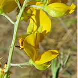 Argyrolobium transvaalsnse